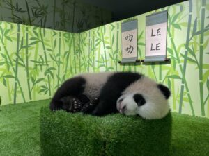 ‘Panda School’ Narrated by Jimmy O. Yang Unveiled Alongside ‘Secret ...